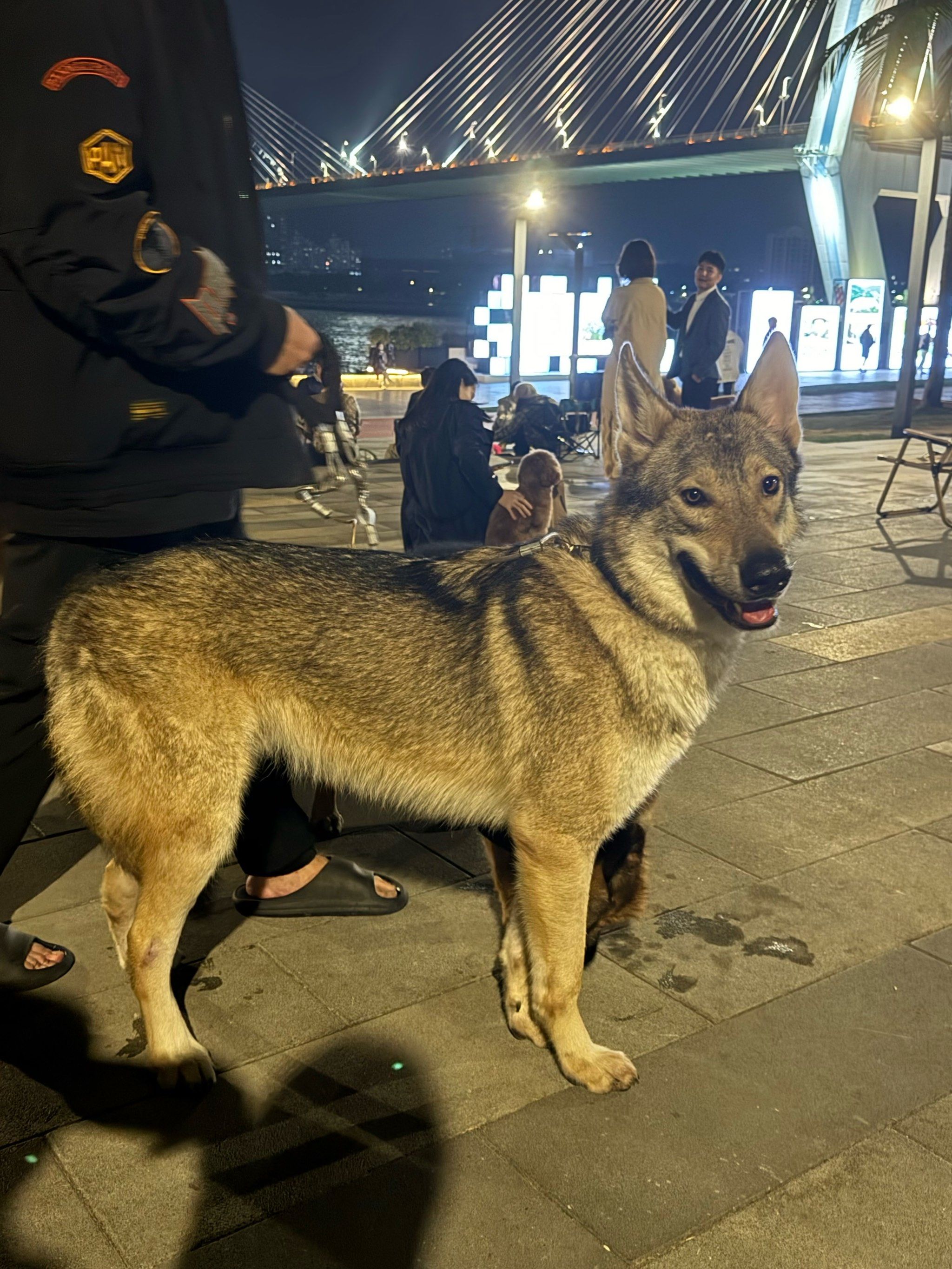 晚上漫步世纪公园看狗狗们