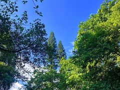 -深圳仙湖植物园