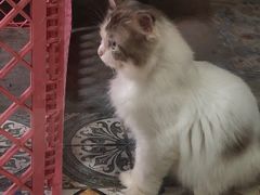 -more than meow吴止猫主题餐厅(承德 中船汇店)