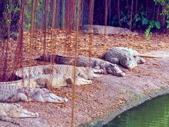 -广州长隆飞鸟乐园