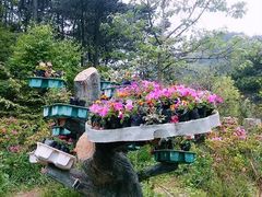 -木兰云雾山