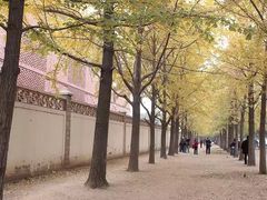 -三里屯东五街银杏大道