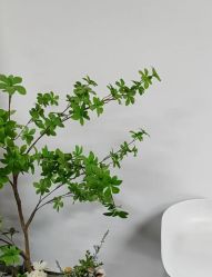 -AM半永久纹眉