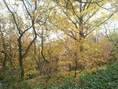 -北京鹫峰国家森林公园