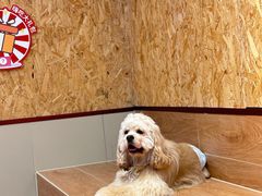-和它·交个朋友·狗咖猫咖(爱琴海店)