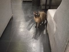 -吱咖啡西式简餐