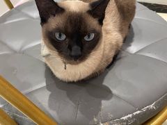 -藏猫猫咖啡主题馆(中央大道店)