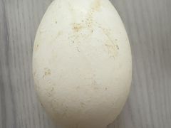 -单家老院·院子里的青岛菜(沙子口店)