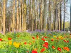 -上海共青森林公园