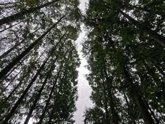 -黄海国家森林公园