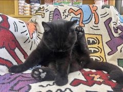 -中农大我爱我爱动物医院·核磁CT·猫病·24小时夜诊中心(石佛营店)
