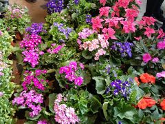 -金科花卉市场