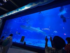 -烟台海昌鲸鲨海洋公园