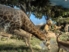 -国家自然博物馆