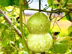 -中国天府农业博览园