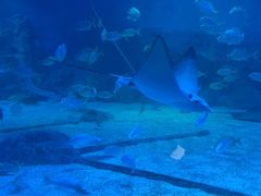 -烟台海昌鲸鲨海洋公园