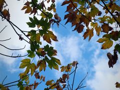 -上海佘山国家森林公园天马山园