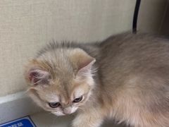 -安安宠医宠物医院·异宠·犬猫内科(岳阳分院)