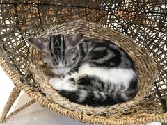 -飞行喵MR PILOT|猫舍·猫咖(静安大融城店)