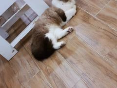 -李小姐の猫咖啡馆(五角场店)