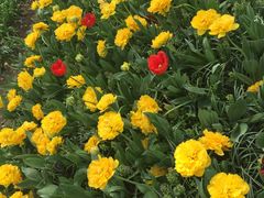 -上海植物园·停车场