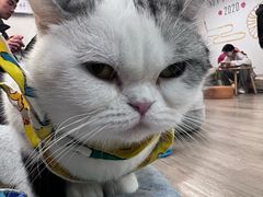 -柴迷FANS CLUB·柴犬狗咖·猫咖