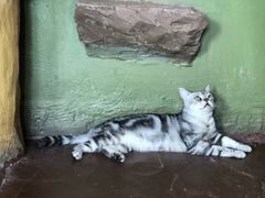 -猫猫幼稚园·撸猫·桌游·电玩
