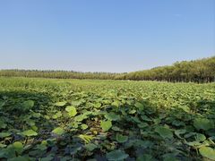 -西青郊野公园