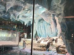 -帝企鹅自助餐厅•儿童岛•真企鹅(长隆企鹅酒店)