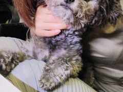 -FAELING PETS美天灵宠物(富力广场店)