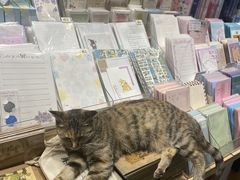 -猫的天空之城概念书店(苏州平江店)