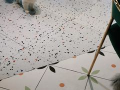-喵喵咪呀布偶猫咖(春熙路店)