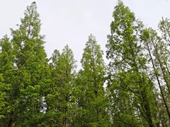 -洛阳市隋唐城遗址植物园