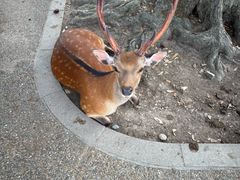-奈良公园
