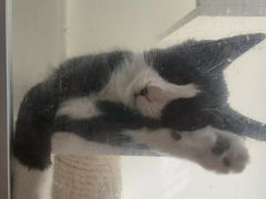 -平行世界·猫咖(首经贸店)