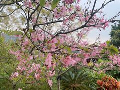 -深圳仙湖植物园