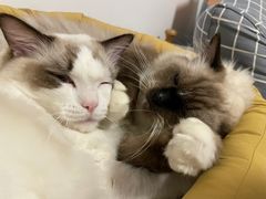 -momokira米努特·德文卷毛猫·棉花面纱犬