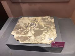 -贝林大翅鲸简餐厅(国家海洋博物馆店)