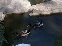 -莲花池公园