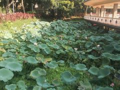 -荔湾湖公园