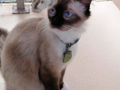 -猫在这儿猫咪咖啡馆·撸猫馆