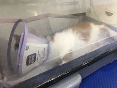 -美联众合动物医院(·中兽医·疑难杂症·严家桥分院)