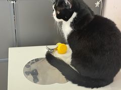 -猫咪派对(江南西店)