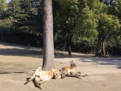 -上海野生动物园
