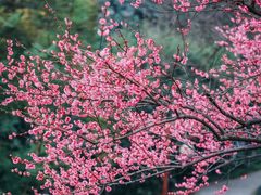 -重庆彩云湖湿地公园