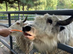 -长白岛森林公园