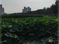 -前关湿地公园