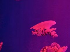 -福州罗源湾海洋世界旅游区