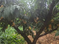 -老袁家蜜桃农场·阳山水蜜桃