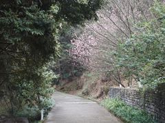 -铁山坪森林公园